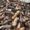 Catalytic converter scrap for recycling and precious